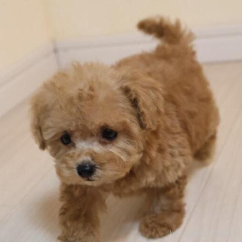 販売中の広島県のトイプードル-432360の4枚目