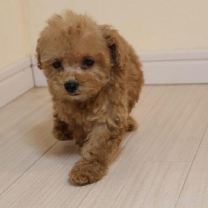 販売中の広島県のトイプードル-432360の3枚目