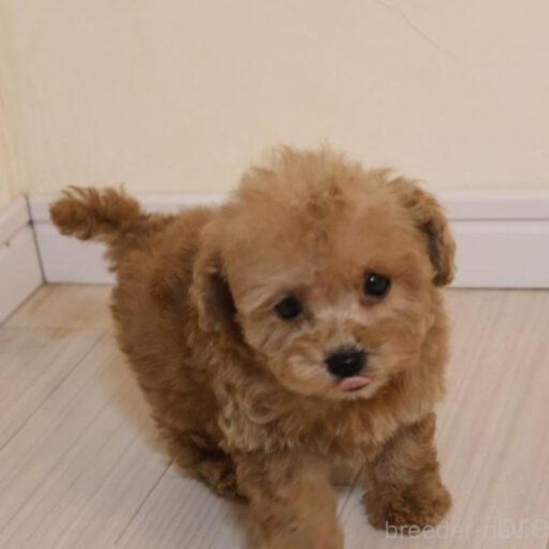 販売中の広島県のトイプードル-432360の2枚目