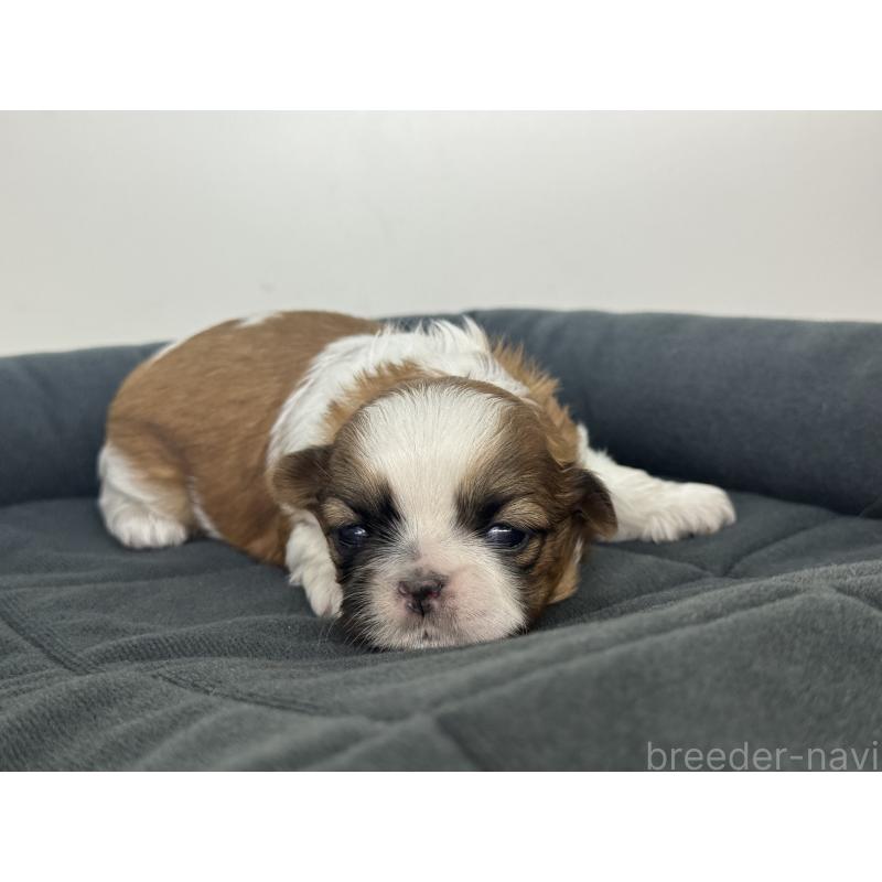 販売中の三重県のシーズー-432365の4枚目