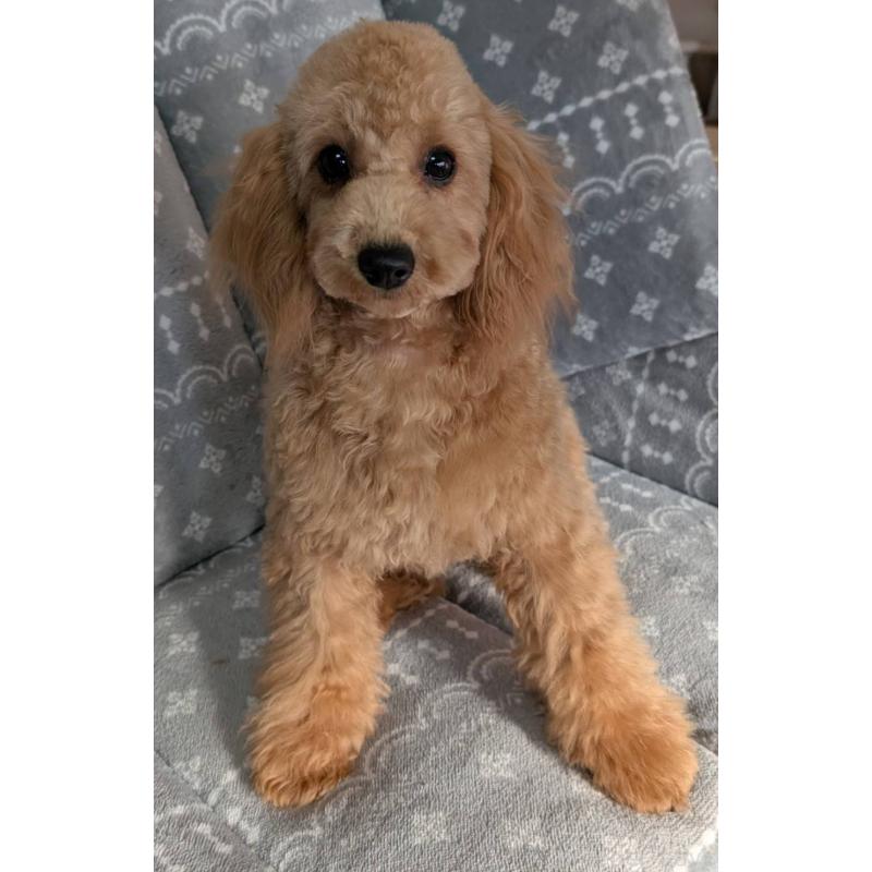 販売中の埼玉県のトイプードル-432363の7枚目