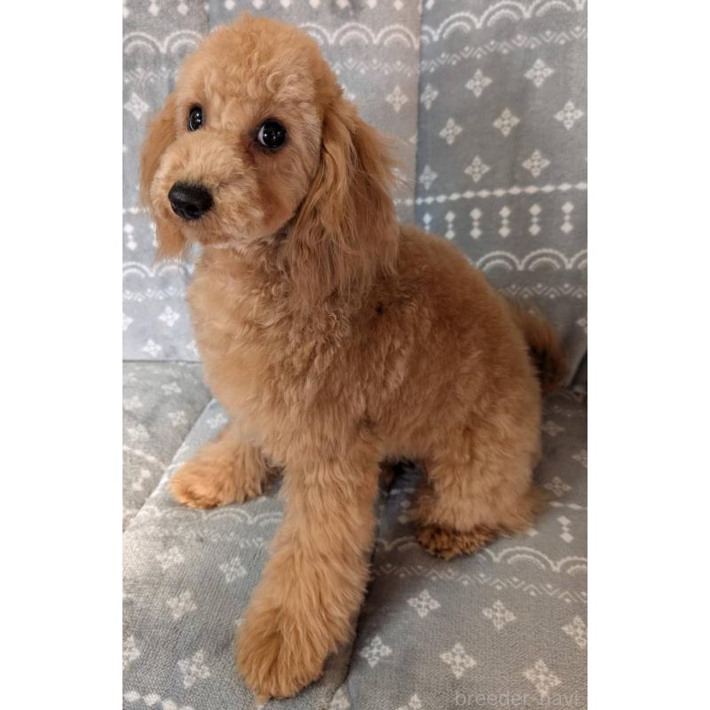 販売中の埼玉県のトイプードル-432363の5枚目