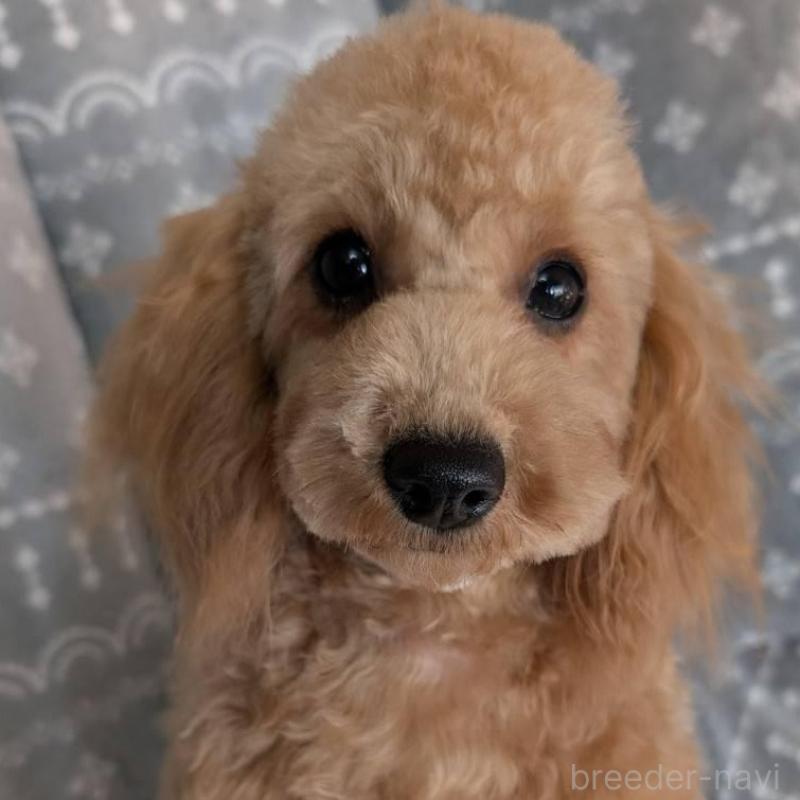 販売中の埼玉県のトイプードル-432363