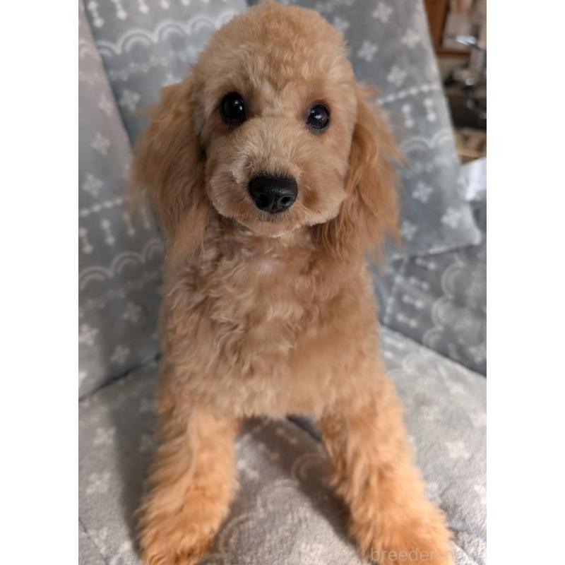 販売中の埼玉県のトイプードル-432363の2枚目