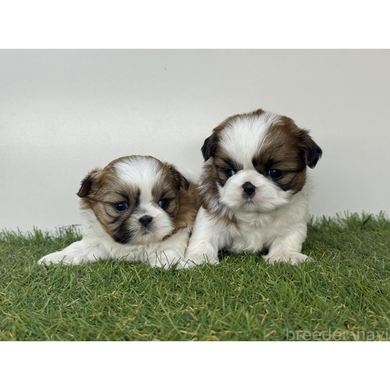 販売中の三重県のシーズー-432365の3枚目