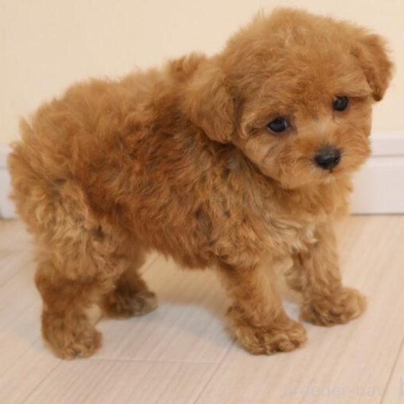 販売中の広島県のトイプードル-432364