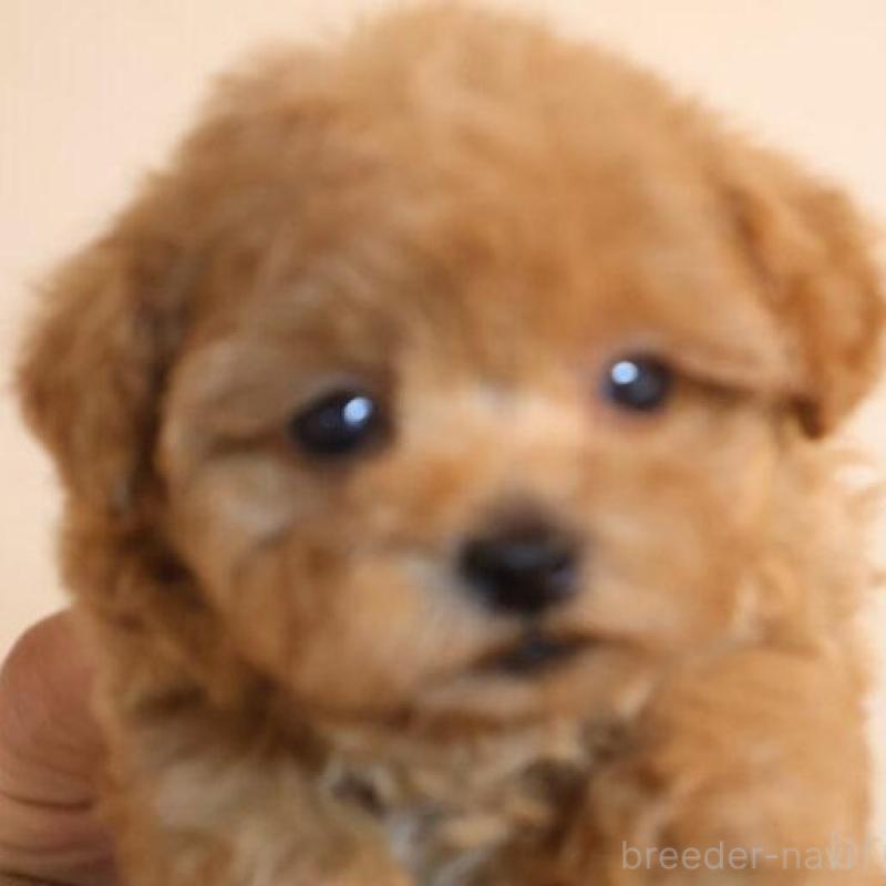 販売中の広島県のトイプードル-432364の4枚目