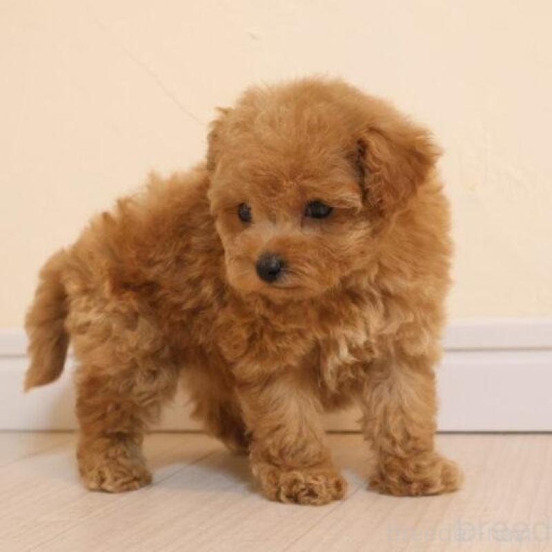 販売中の広島県のトイプードル-432364の3枚目