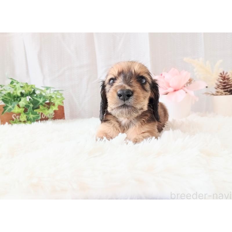 販売中の和歌山県のミニチュアダックスフンド(ロングヘアード)-432366の10枚目