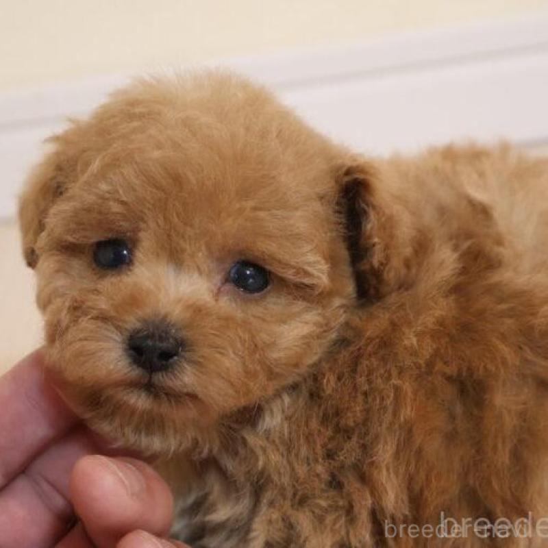 販売中の広島県のトイプードル-432364の2枚目