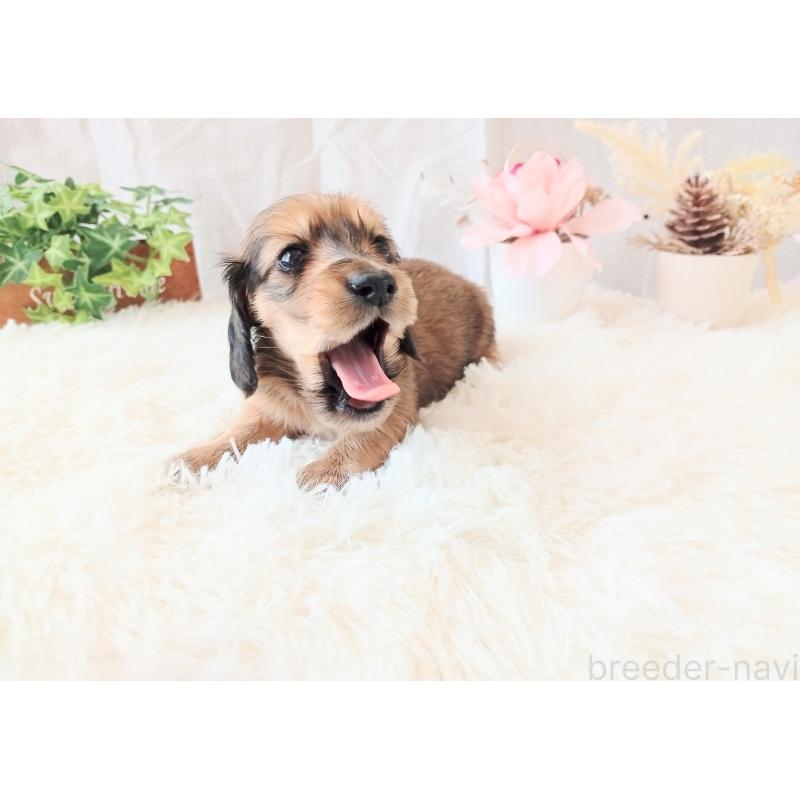 販売中の和歌山県のミニチュアダックスフンド(ロングヘアード)-432366の9枚目