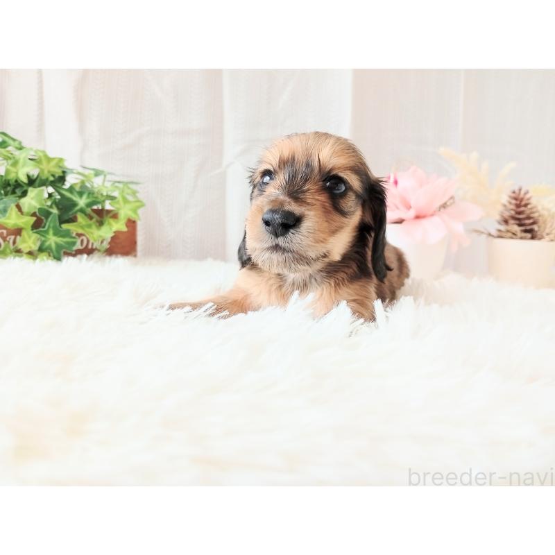 販売中の和歌山県のミニチュアダックスフンド(ロングヘアード)-432366の7枚目