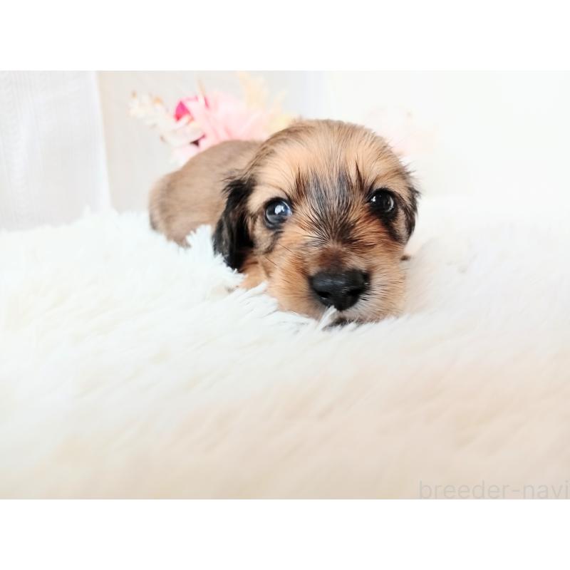 販売中の和歌山県のミニチュアダックスフンド(ロングヘアード)-432366の5枚目