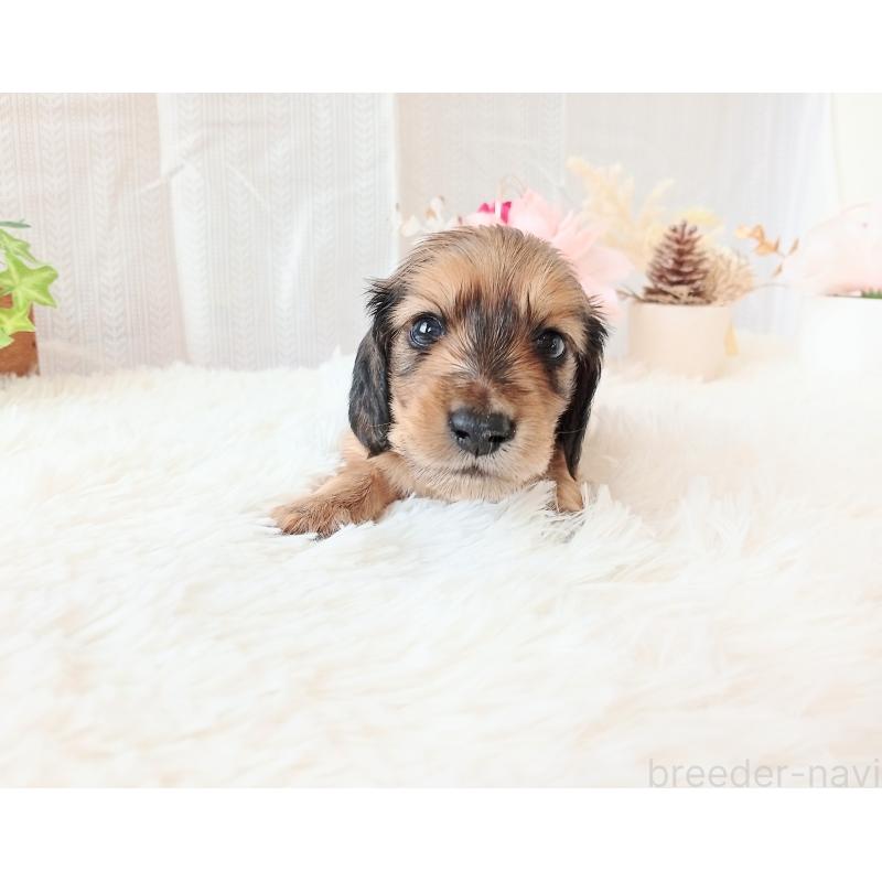 販売中の和歌山県のミニチュアダックスフンド(ロングヘアード)-432366の4枚目