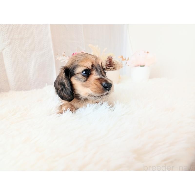 販売中の和歌山県のミニチュアダックスフンド(ロングヘアード)-432366の2枚目