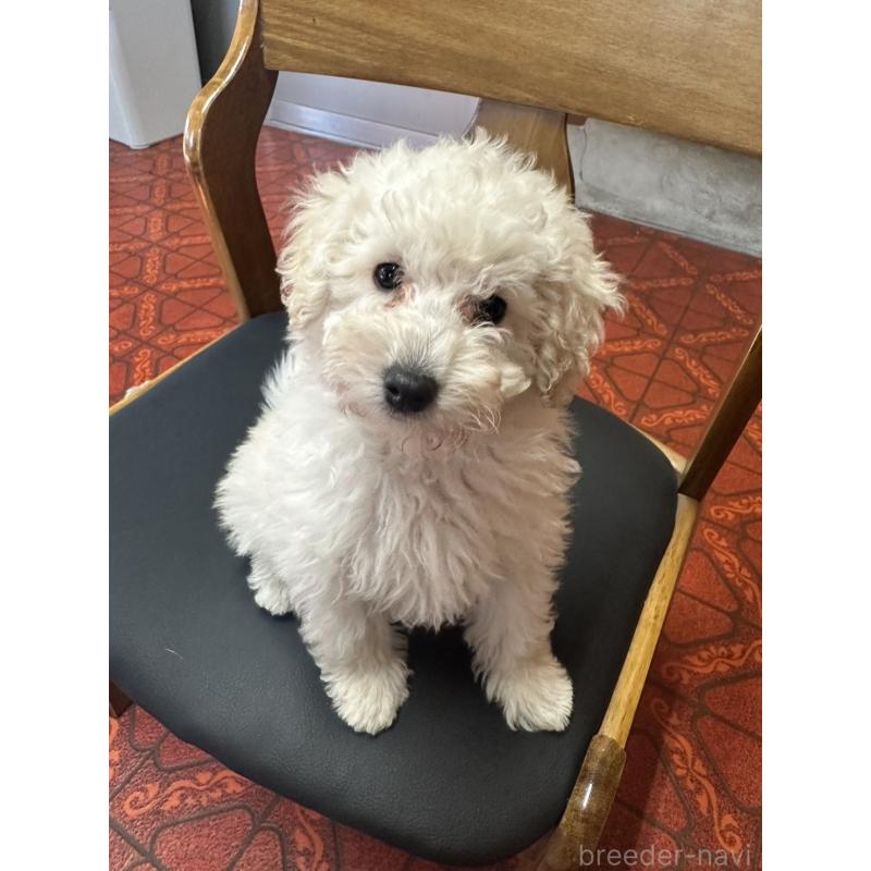 販売中の三重県のタイニープードル-425543の4枚目