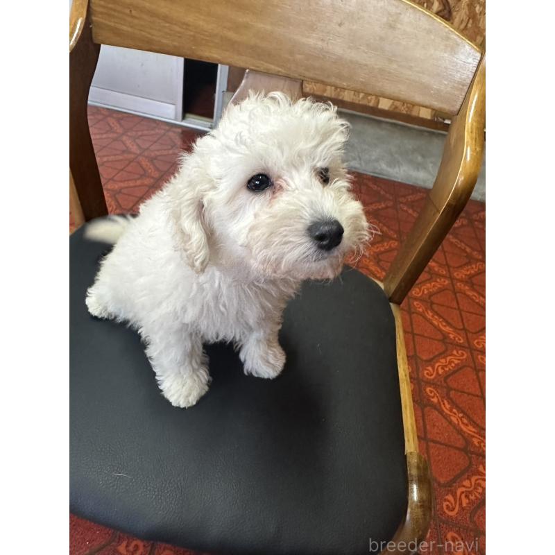 販売中の三重県のタイニープードル-425543の3枚目