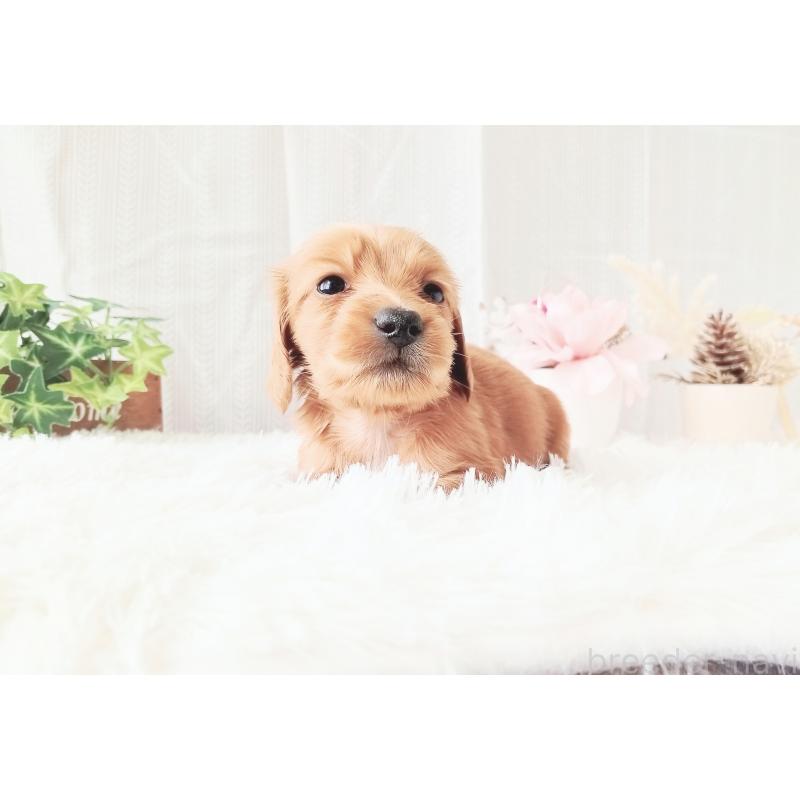 販売中の和歌山県のミニチュアダックスフンド(ロングヘアード)-432367の6枚目