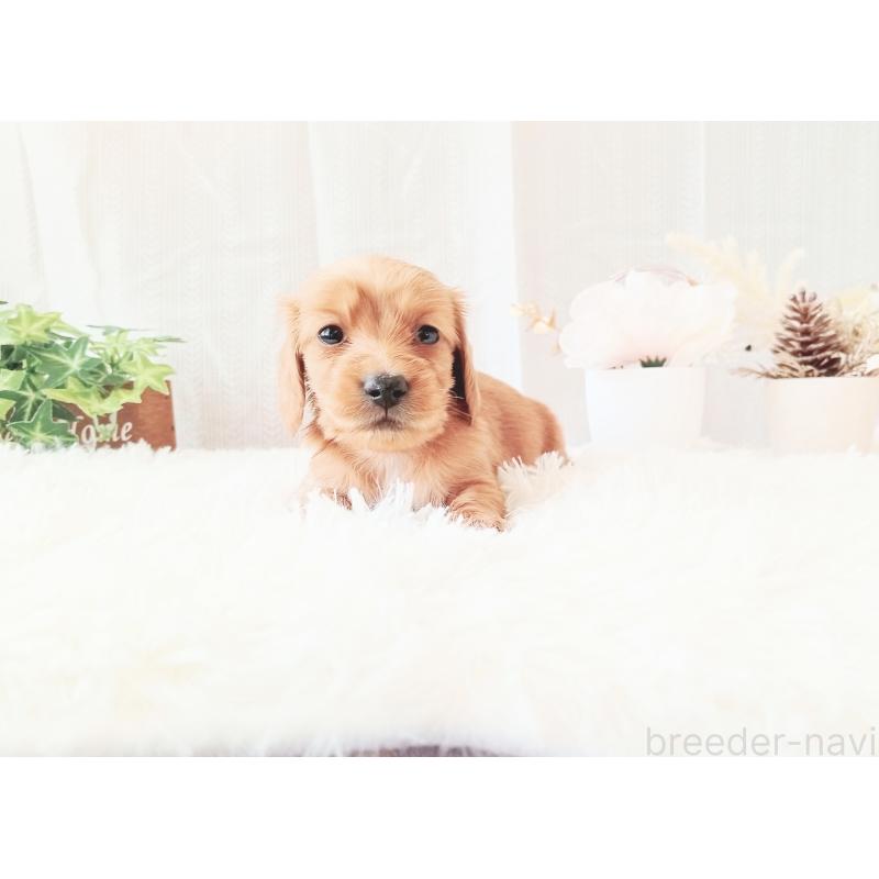 販売中の和歌山県のミニチュアダックスフンド(ロングヘアード)-432367の5枚目