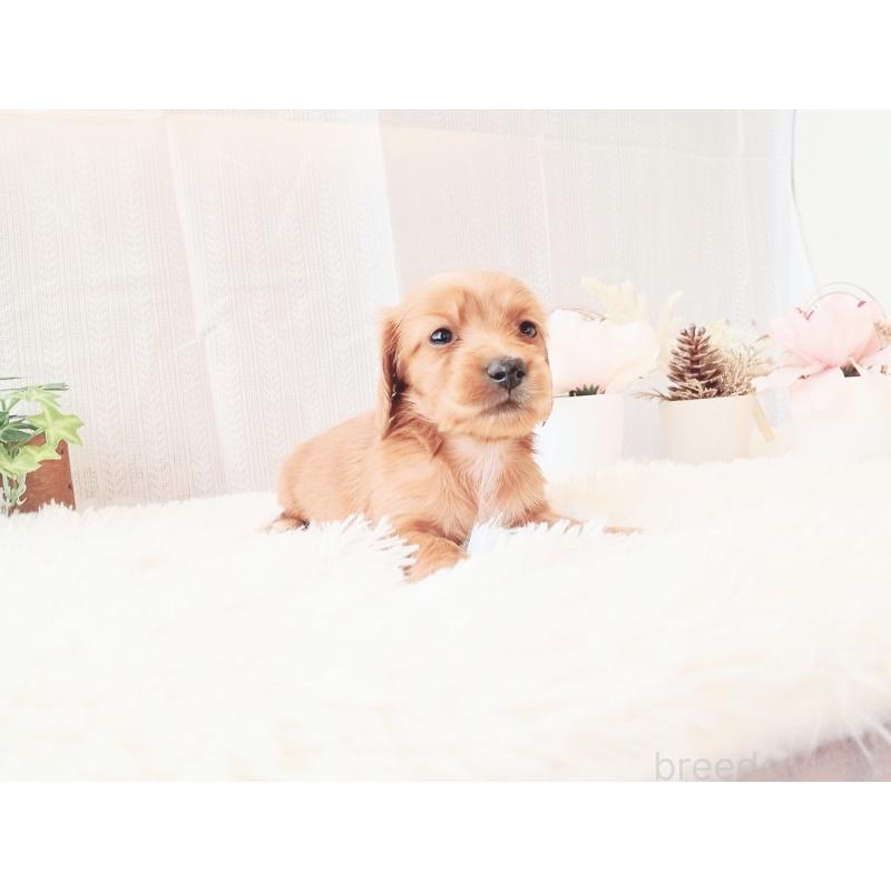 販売中の和歌山県のミニチュアダックスフンド(ロングヘアード)-432367の4枚目