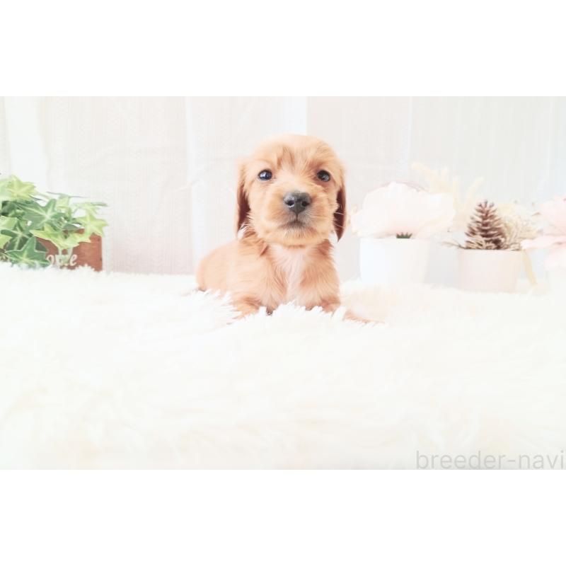 販売中の和歌山県のミニチュアダックスフンド(ロングヘアード)-432367の3枚目