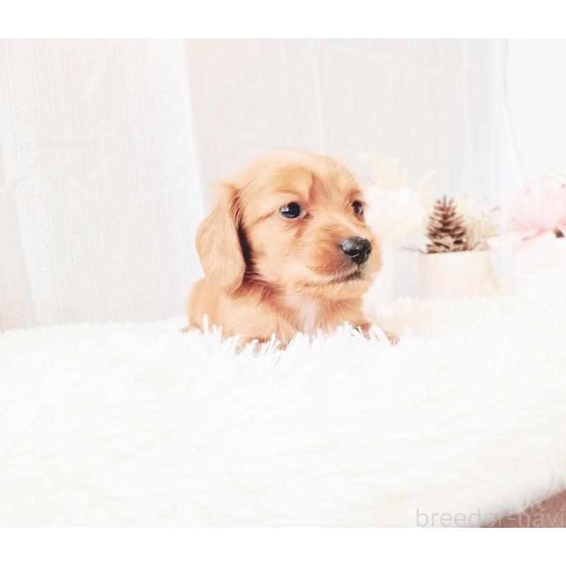 販売中の和歌山県のミニチュアダックスフンド(ロングヘアード)-432367の2枚目