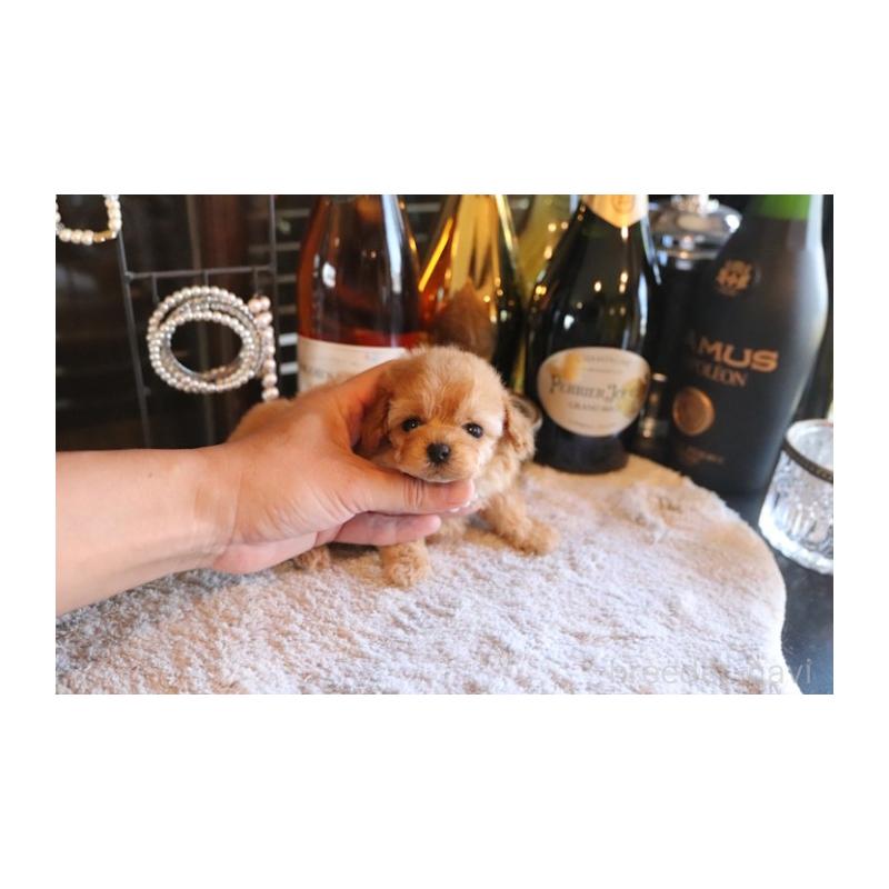 販売中の埼玉県のティーカッププードル-432368の5枚目