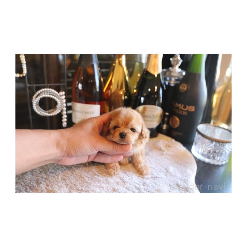 販売中の埼玉県のティーカッププードル-432368の4枚目