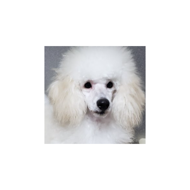 アラジンくん1枚目