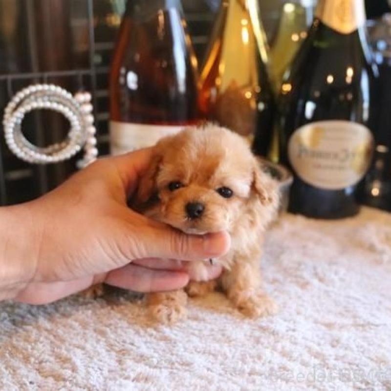 販売中の埼玉県のティーカッププードル-432368の1枚目