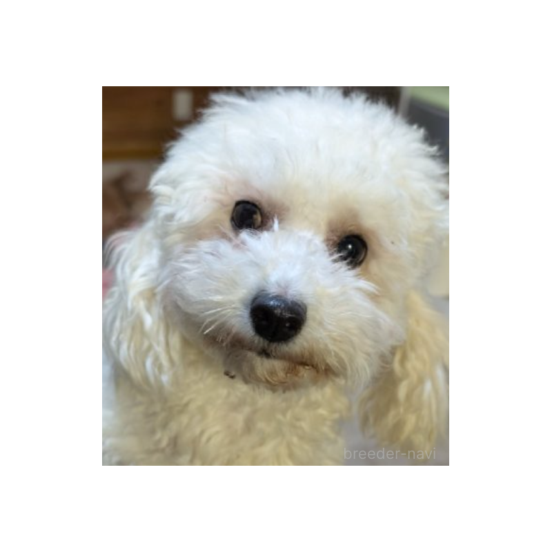 のんたんちゃん1枚目