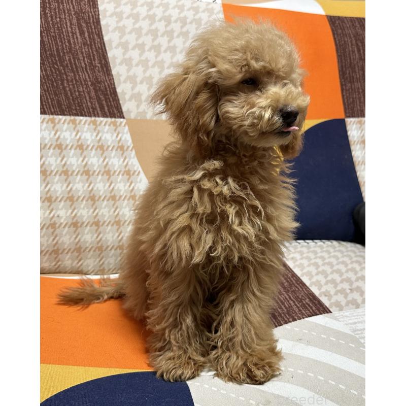 販売中の三重県のタイニープードル-404231の4枚目