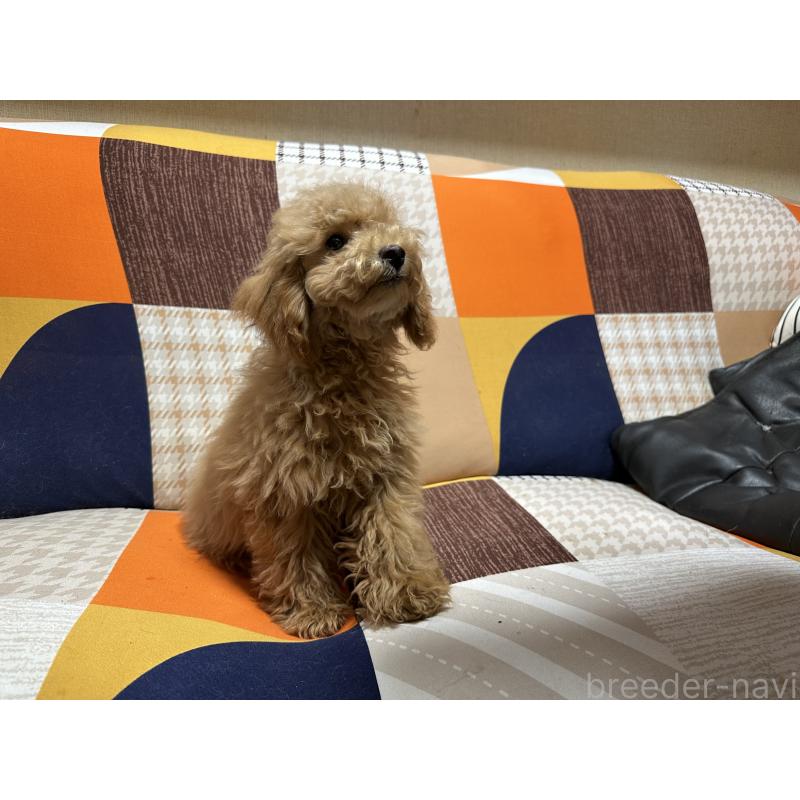 販売中の三重県のタイニープードル-404231の3枚目