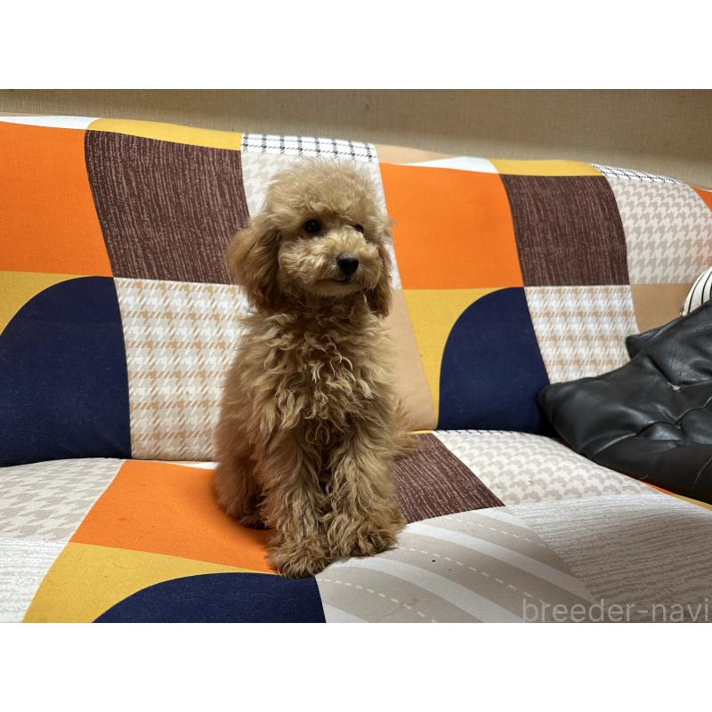 販売中の三重県のタイニープードル-404231の2枚目