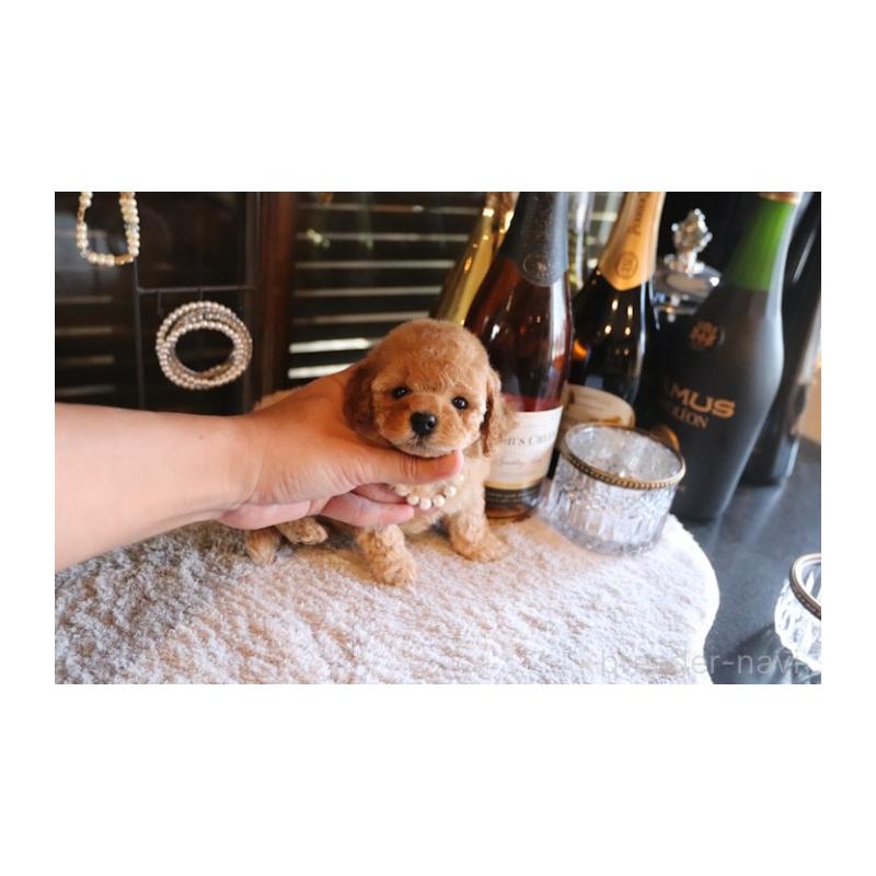 販売中の埼玉県のタイニープードル-432369の5枚目