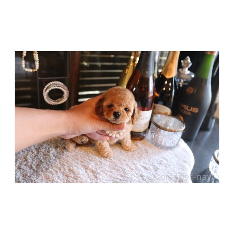 販売中の埼玉県のタイニープードル-432369の3枚目