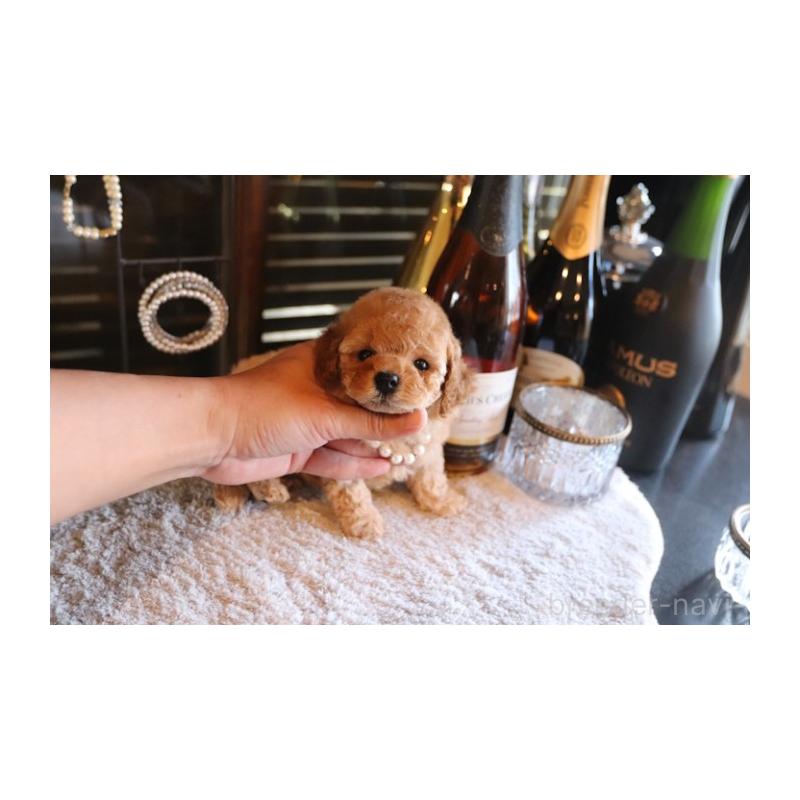 販売中の埼玉県のタイニープードル-432369の4枚目