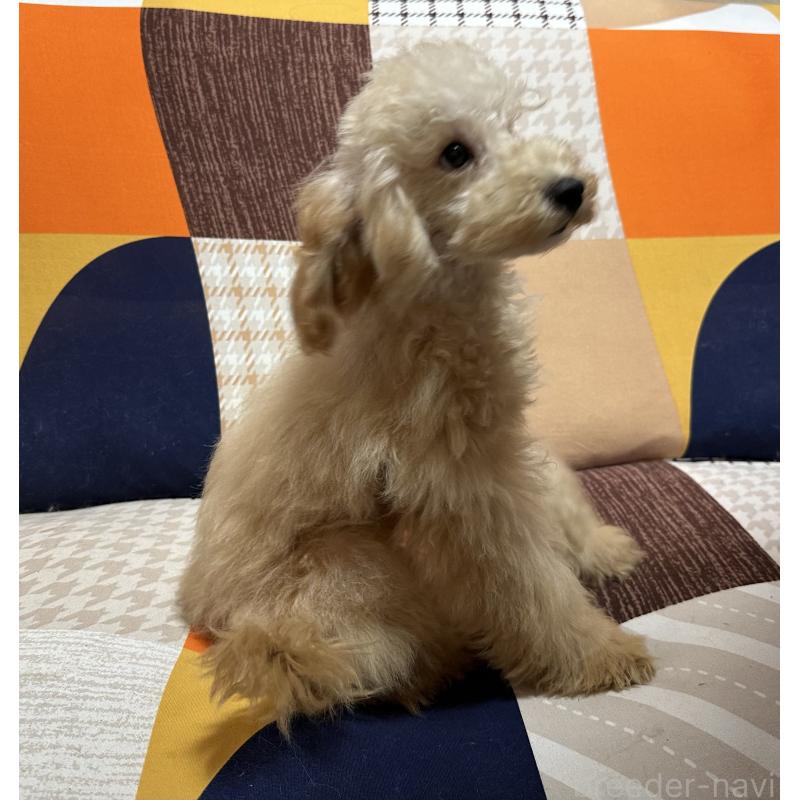 販売中の三重県のタイニープードル-404230の2枚目