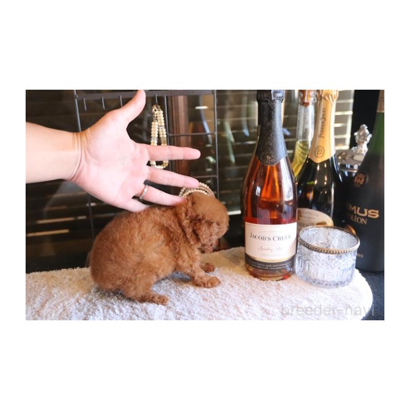 販売中の埼玉県のティーカッププードル-432370の5枚目