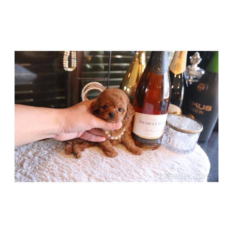 販売中の埼玉県のティーカッププードル-432370の4枚目