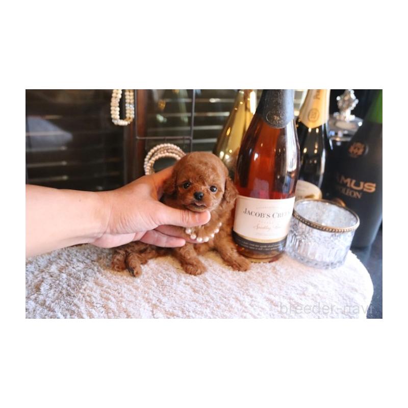 販売中の埼玉県のティーカッププードル-432370の3枚目