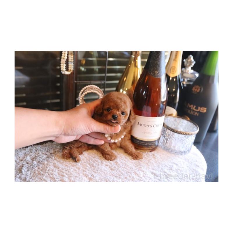 販売中の埼玉県のティーカッププードル-432370の2枚目