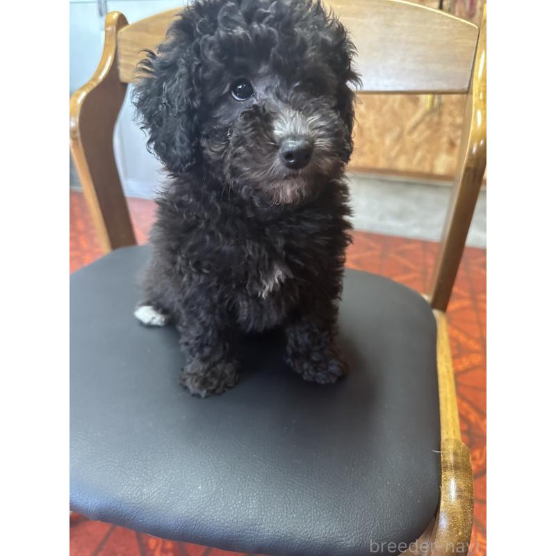 販売中の三重県のタイニープードル-425542の4枚目