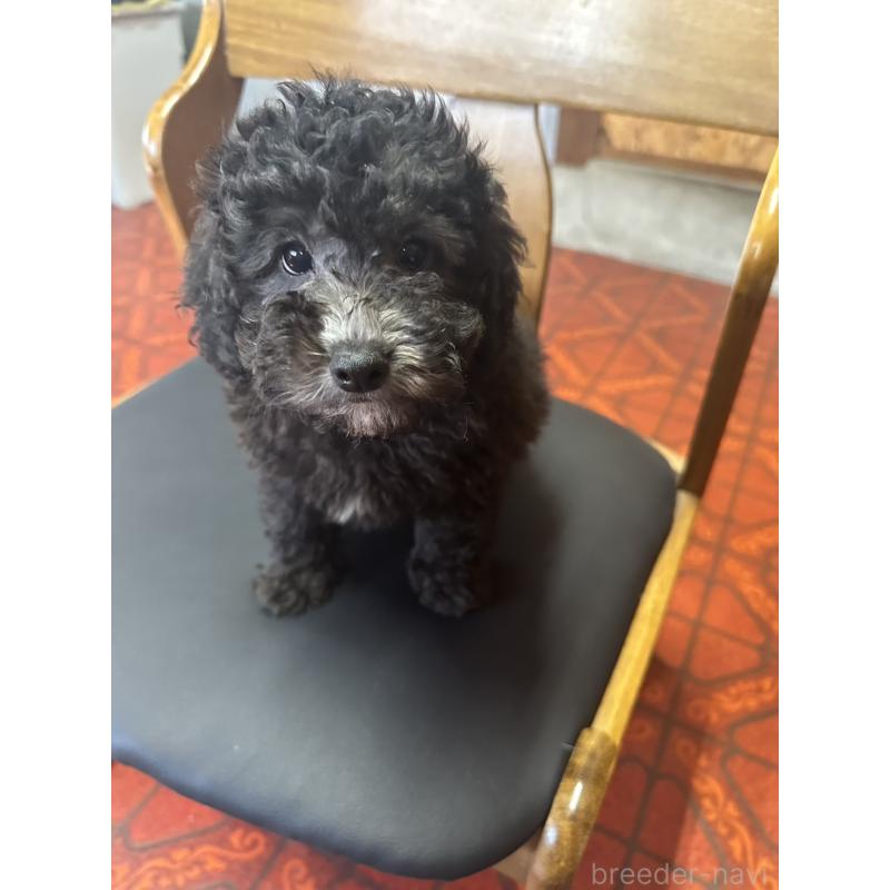 販売中の三重県のタイニープードル-425542の3枚目