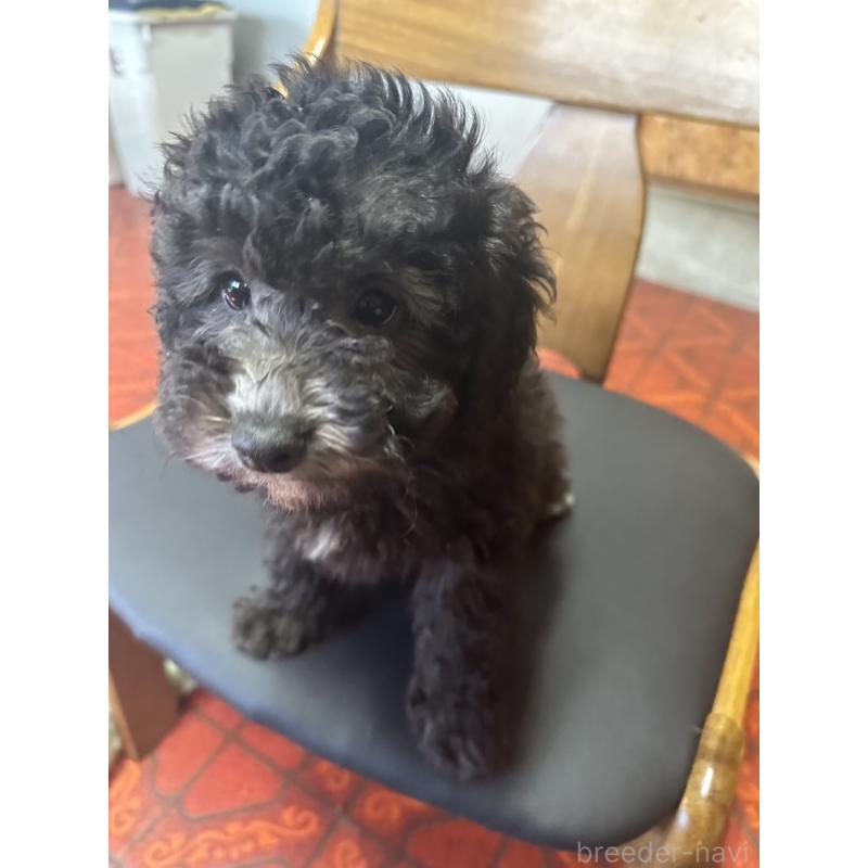 販売中の三重県のタイニープードル-425542の2枚目