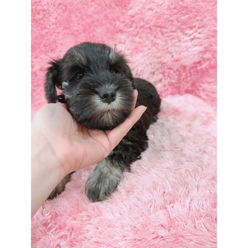 販売中の大分県のミニチュアシュナウザー-427348の4枚目