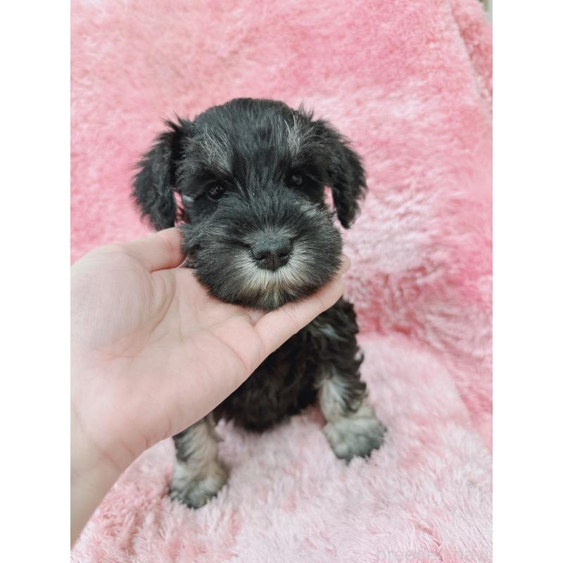 販売中の大分県のミニチュアシュナウザー-427348の3枚目