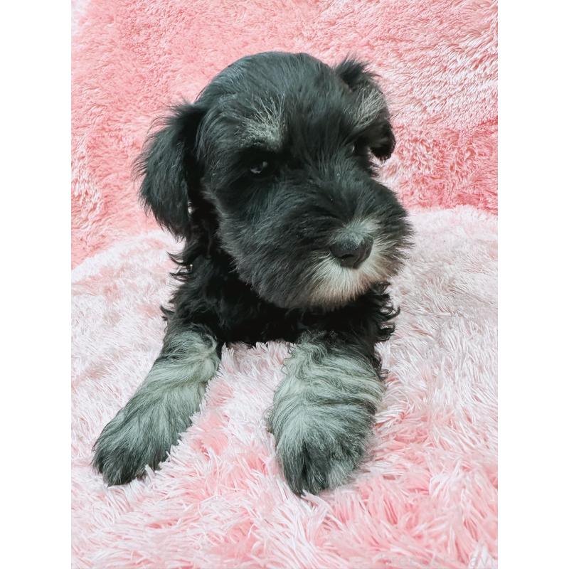 販売中の大分県のミニチュアシュナウザー-427348の2枚目