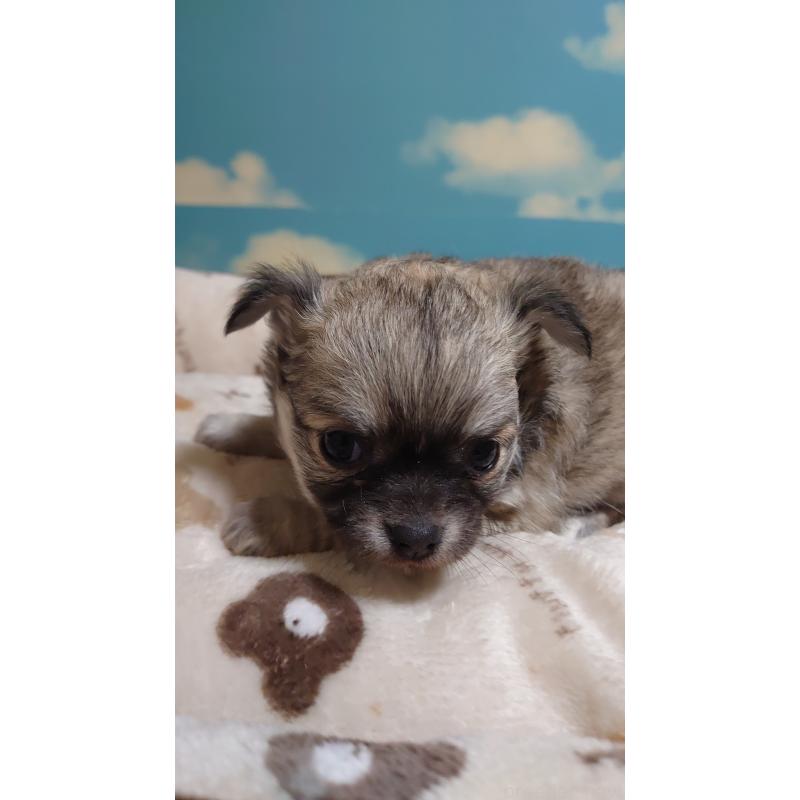 成約済の埼玉県のチワワ(ロングコート)-426405の3枚目