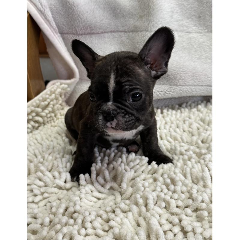 販売中の三重県のフレンチブルドッグ-432372